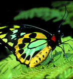 All Inclusive Kuranda Day Tour from Port Douglas