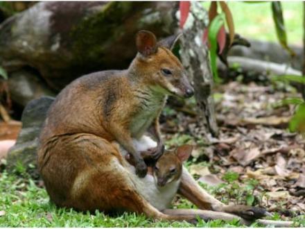 Australian Natural History Safari