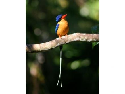 Australian Natural History Safari