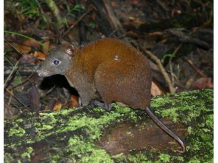 Australian Natural History Safari