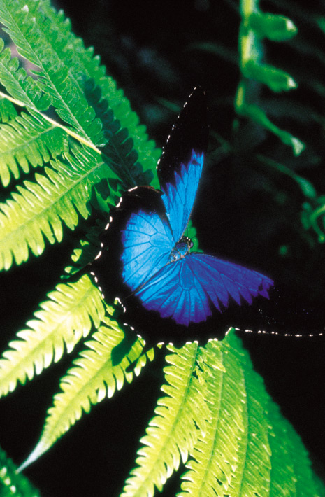 Ulysses Butterfly, Daintree National Park