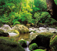 Daintree National Park