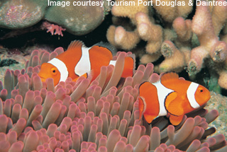 Clown Fish & Coral - Great Barrier Reef